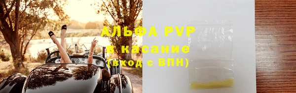 сатива Новозыбков