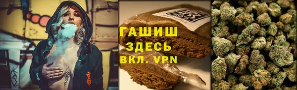 сатива Новозыбков